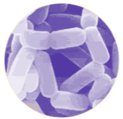 HOWARU Probiotics 2015